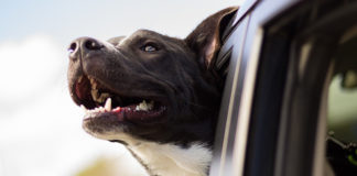 The Independent Southern Utah Adoptable Pets Guide southern utah adoptable pets CoverApril142018