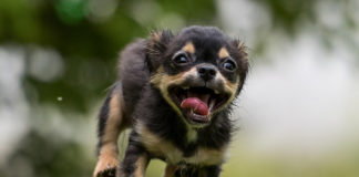 The Independent Southern Utah Adoptable Pets Guide southern utah adoptable pets CoverApril202018