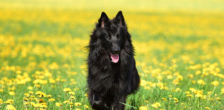 The Independent Southern Utah Adoptable Pets Guide southern utah adoptable pets CoverApril282018