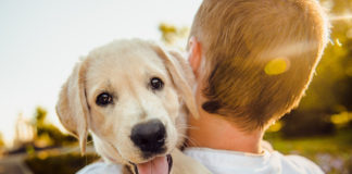 The Independent Southern Utah Adoptable Pets Guide southern utah adoptable pets CoverMay052018