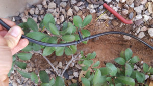 Southern Utah Gardening: Drip irrigating pots
