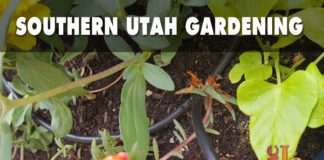 Southern Utah Gardening: Drip irrigating pots Southern Utah Gardening: Drip irrigating pots