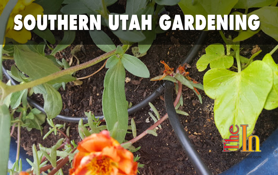 Southern Utah Gardening: Drip irrigating pots