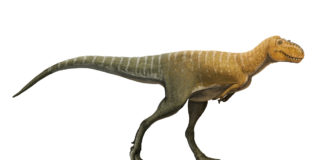 Dr. Alan Titus lectures on tyrannosaur fossils in Grand Staircase-Escalante National Monument Dr. Alan Titus lectures on tyrannosaur fossils in Grand Staircase-Escalante National Monument