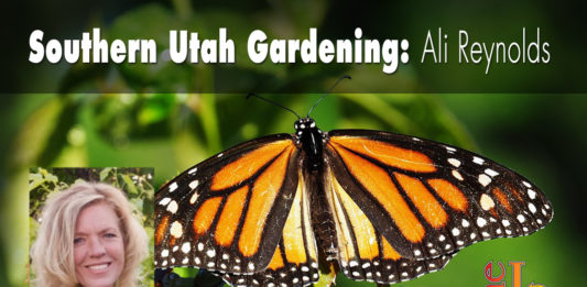 Southern Utah Gardening: Attracting beneficial insects to the garden