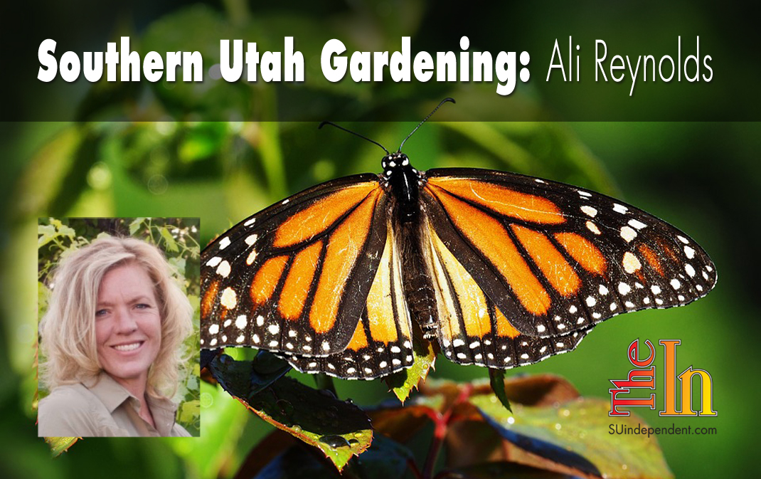 Southern Utah Gardening: Attracting beneficial insects to the garden