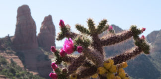 Silver Reef Museum hosts Desert Bloom Day Silver Reef Museum hosts Desert Bloom Day