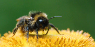 How to treat a bee sting How to treat a bee sting