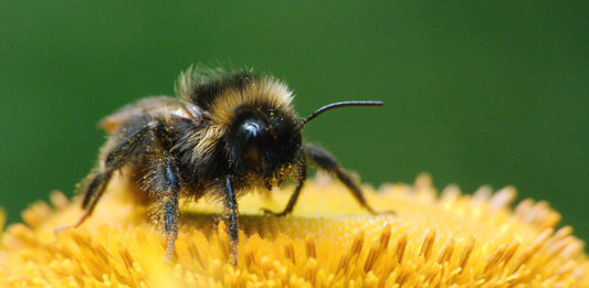 How to treat a bee sting