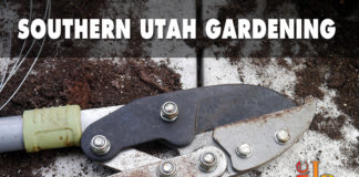 Southern Utah Gardening: Spring pruning Southern Utah Gardening: Spring pruning