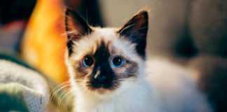 The Independent Southern Utah Adoptable Pets Guide southern utah adoptable pets CoverMay122018