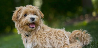 The Independent Southern Utah Adoptable Pets Guide southern utah adoptable pets CoverMay192018