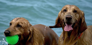 The Independent Southern Utah Adoptable Pets Guide southern utah adoptable pets CoverMay262018