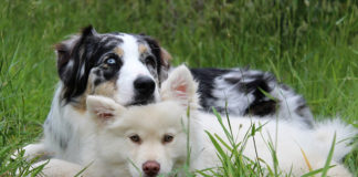 The Independent Southern Utah Adoptable Pets Guide southern utah adoptable pets CoverMay312018