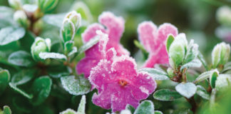 Spring has sprung, but frost is still likely when to plant a garden