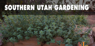 Southern Utah Gardening: Harvesting and drying herbs Southern Utah Gardening: Harvesting and drying herbs