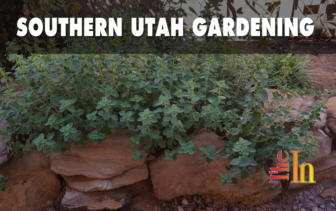 Southern Utah Gardening: Harvesting and drying herbs