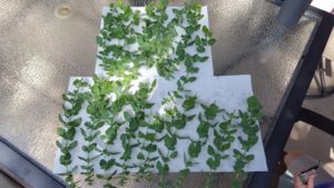 Southern Utah Gardening: Harvesting and drying herbs