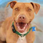 southern utah adoptable pets Lotti