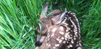 What should you do if you find a deer fawn? What should you do if you find a deer fawn?