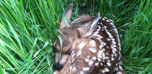 What should you do if you find a deer fawn?