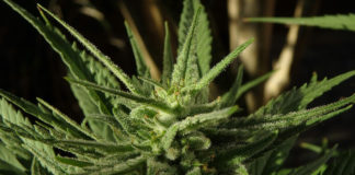 The real facts about cannabis, part three: Debunking the pseudoscience Despite pseudoscience and propaganda surrounding cannabis, studies suggest that considering the entourage effect, using the whole plant can be beneficial.