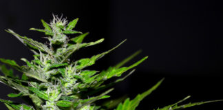 The real facts about cannabis, part one: A brief history The real facts of cannabis, part one: A brief history