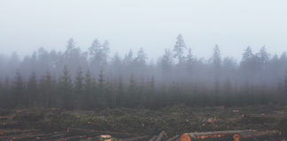 Deforestation unleashes new diseases Deforestation unleashes new diseases