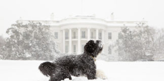 Should there be a dog in the White House? Six breeds that could help ensure domestic tranquility Should there be a dog in the White House