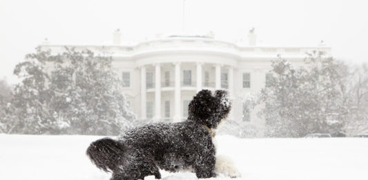 Should there be a dog in the White House