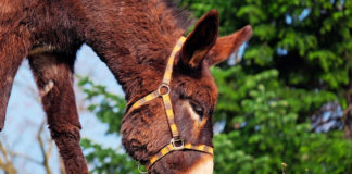 Second annual Bryce Canyon Mule Days reminds us that life is about more than mules Second annual Bryce Canyon Mule Days reminds us that life is about more than mules