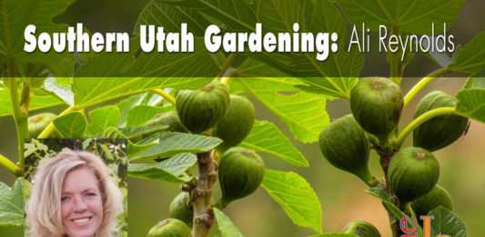 Southern Utah Gardening: Growing figs