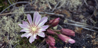 SUU Community Education offers “Plants and Public Lands” summer course SUU Community Education offers “Plants and Public Lands” summer course