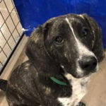 southern utah adoptable pets fredspect