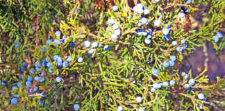 Heritage tourism in Bears Ears may be a model for sustainable development in Utah Utah Diné Bikéyah believes that sustainable development is possible in Bears Ears National Monument through heritage tourism.