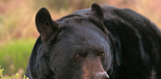 Bear safety tips Bear safety tips