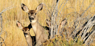 Baby wildlife are out — five things you should know about them Baby wildlife are out — five things you should know about them