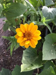 Southern Utah Gardening: Zinnias, a favorite summer flower