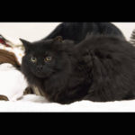 southern utah adoptable pets Davidson