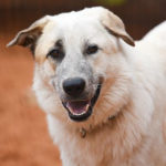 southern utah adoptable pets Ollie