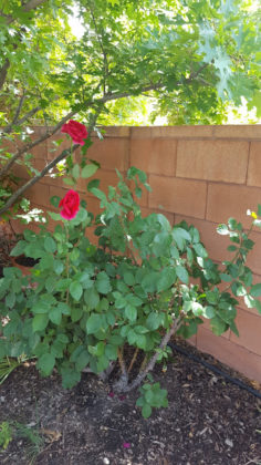 Southern Utah Gardening: Deadheading roses