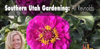 Southern Utah Gardening: Zinnias, a favorite summer flower Southern Utah Gardening: Zinnias, a favorite summer flower