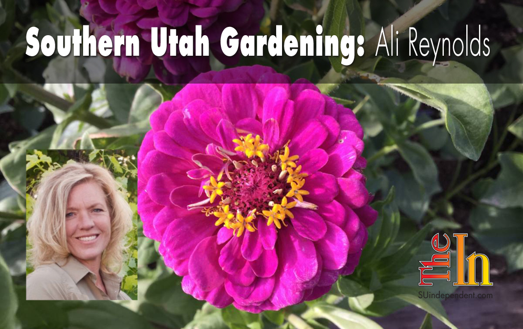 Southern Utah Gardening: Zinnias, a favorite summer flower