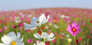 Enjoy meadows of blooming color at the Cedar Breaks Wildflower Festival Enjoy meadows of blooming color at the Cedar Breaks Wildflower Festival