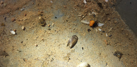 Three boats infested with quagga mussels from Lake Powell