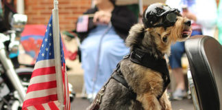 Best Friends Pay It Forward campaign hopes to save 10,000 pets by July 4 Best Friends Pay It Forward campaign hopes to save 10,000 pets by July 4