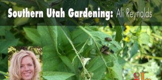 Southern Utah Gardening: How to control Colorado potato beetles Southern Utah Gardening: How to control Colorado potato beetles