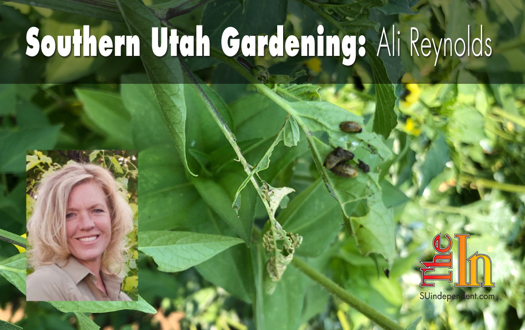 Southern Utah Gardening: How to control Colorado potato beetles