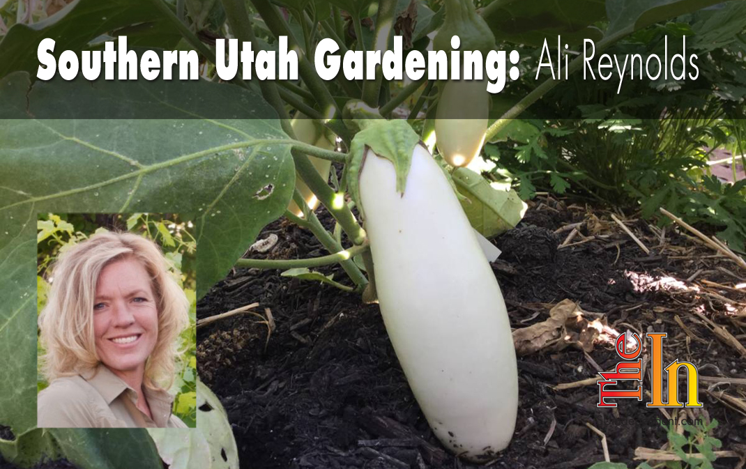 Southern Utah Gardening: Growing Eggplant Successfully