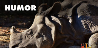 The poetry hotel "The poetry hotel" by Stephen Philip Druce: I arrived at the hotel reception and saw there was a huge dead rhinoceros lying in front of the reception desk.